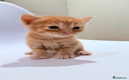 British Shorthair cats for sale: STUNNING 🤩 British Shorthair Queen 👑 litter  - Image 25