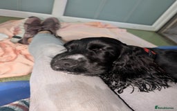Cocker Spaniel dogs for adoption: Simba - Image 3