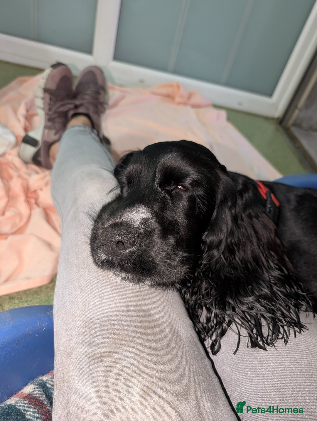 Cocker Spaniel dogs for adoption: Simba - Image 3