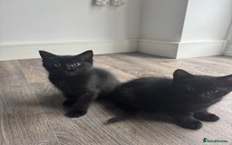 Ragdoll cats for sale: Gorgeous RAGDOLL X  - Image 3
