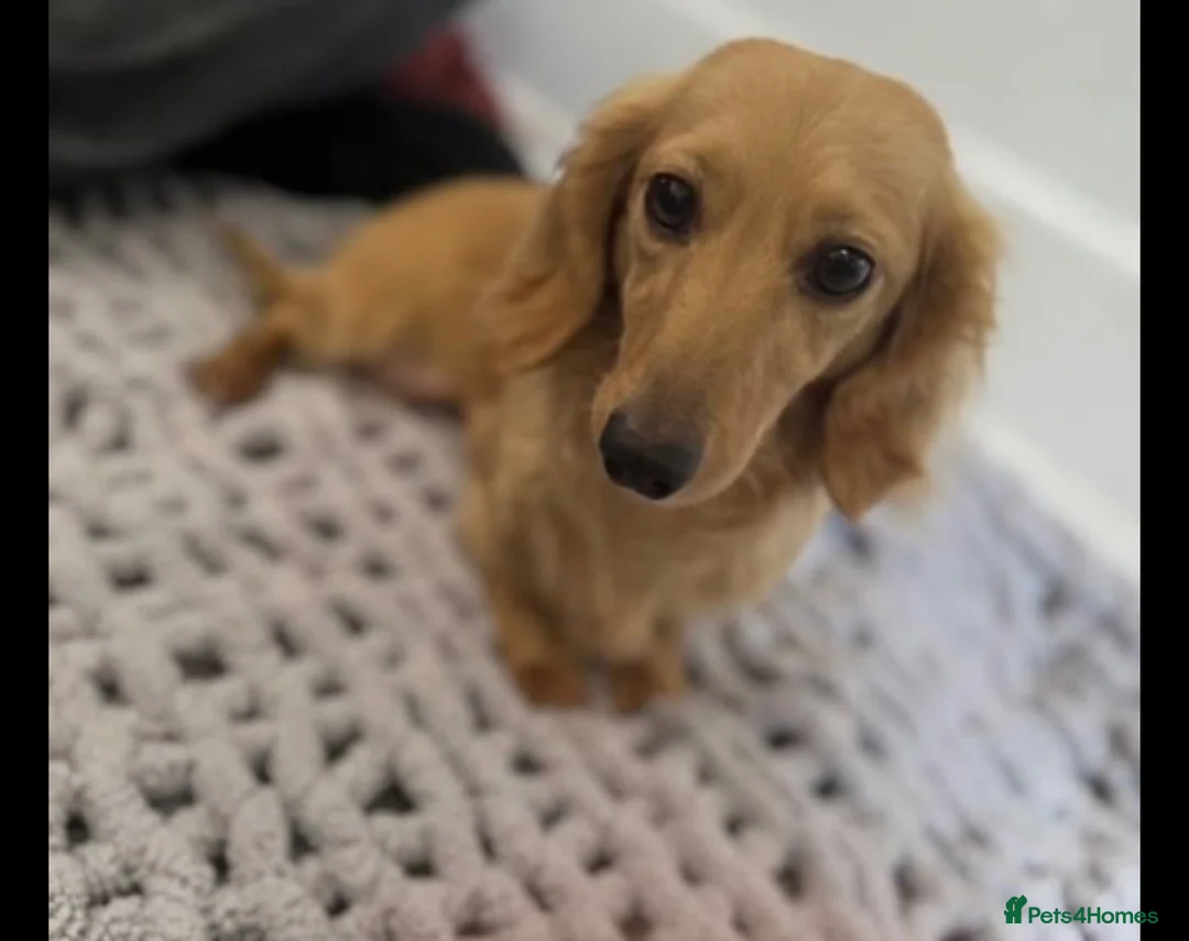 Miniature Dachshund dogs for sale: Cream long haired miniature dachshund puppies  in Sheffield - Advert 2