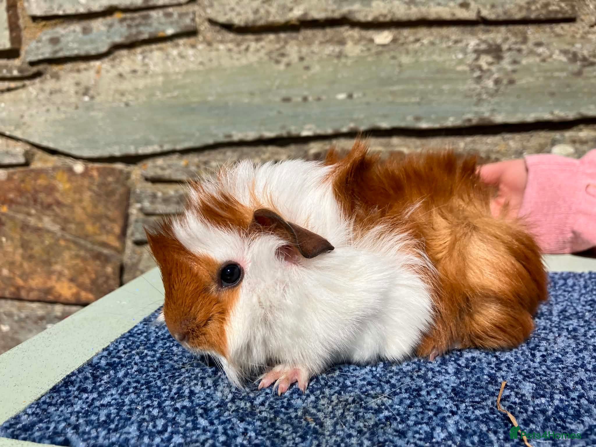 Guinea Pig rodents Guineapig boys - Advert 1