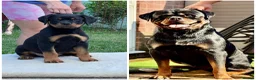 Rottweiler dogs for stud: PUREBREAD ROTTWEILER MALE FOR STUD !! - Advert 8