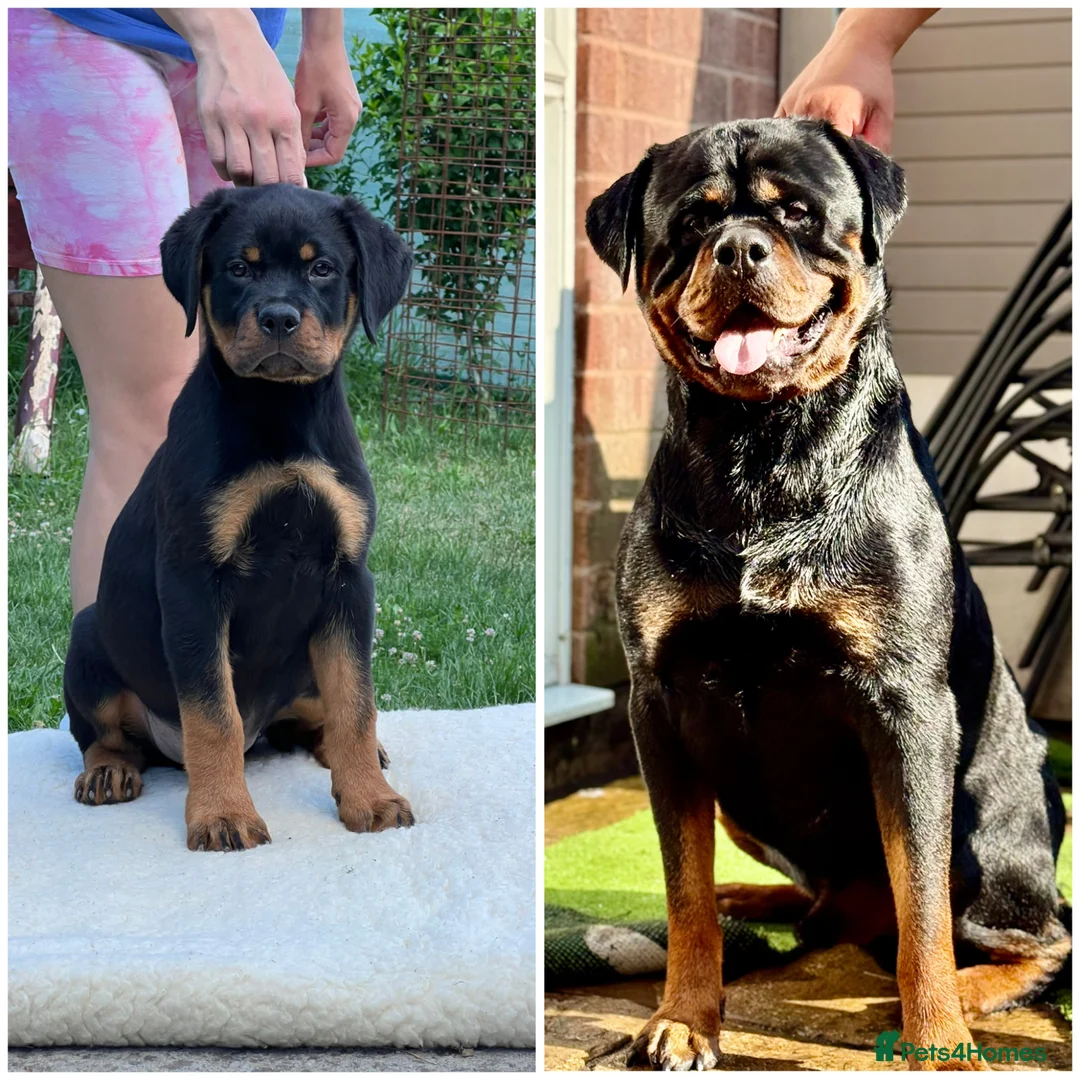 Rottweiler dogs for stud: PUREBREAD ROTTWEILER MALE FOR STUD !! - Advert 8