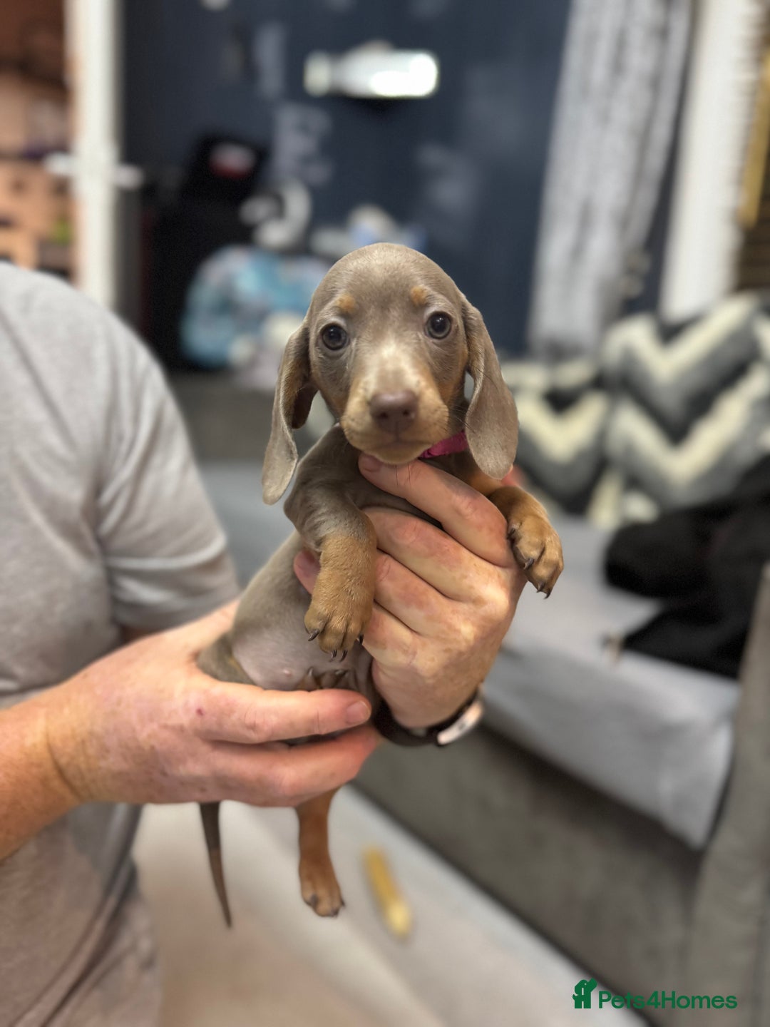 Miniature Dachshund dogs for sale: READY NOW  - Advert 18