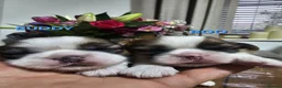 Shih Tzu dogs for sale:  💞 PURE STANDARD SHIH TZU 💕 - Advert 27