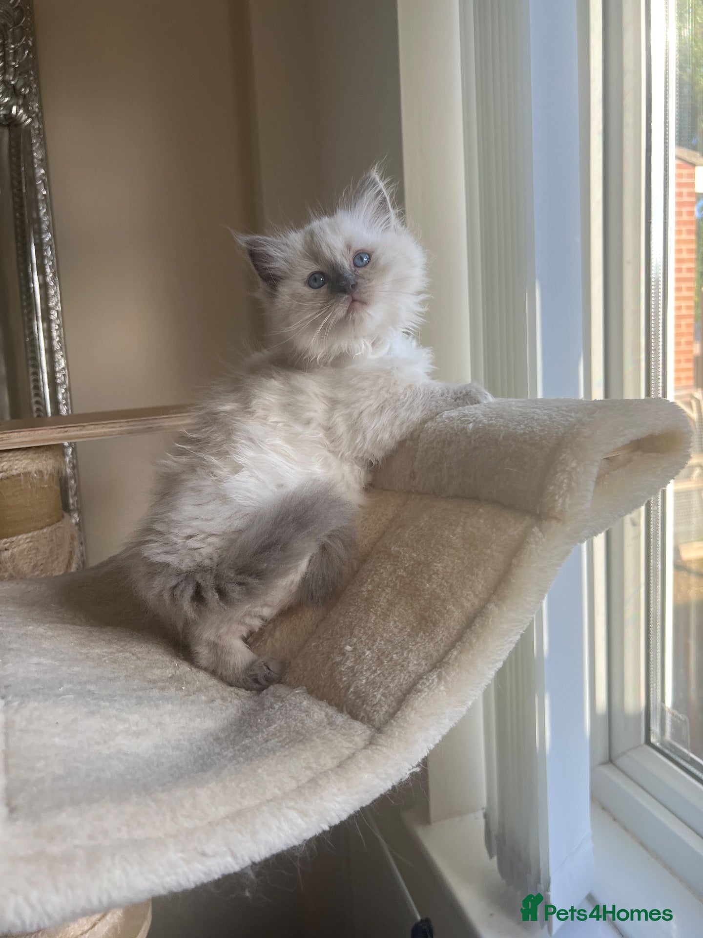 Ragdoll cats Beautiful Gccf ragdoll kittens  - Advert 2