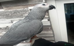 Budgerigars birds for sale: Playful BABY GREY!  - Image 3