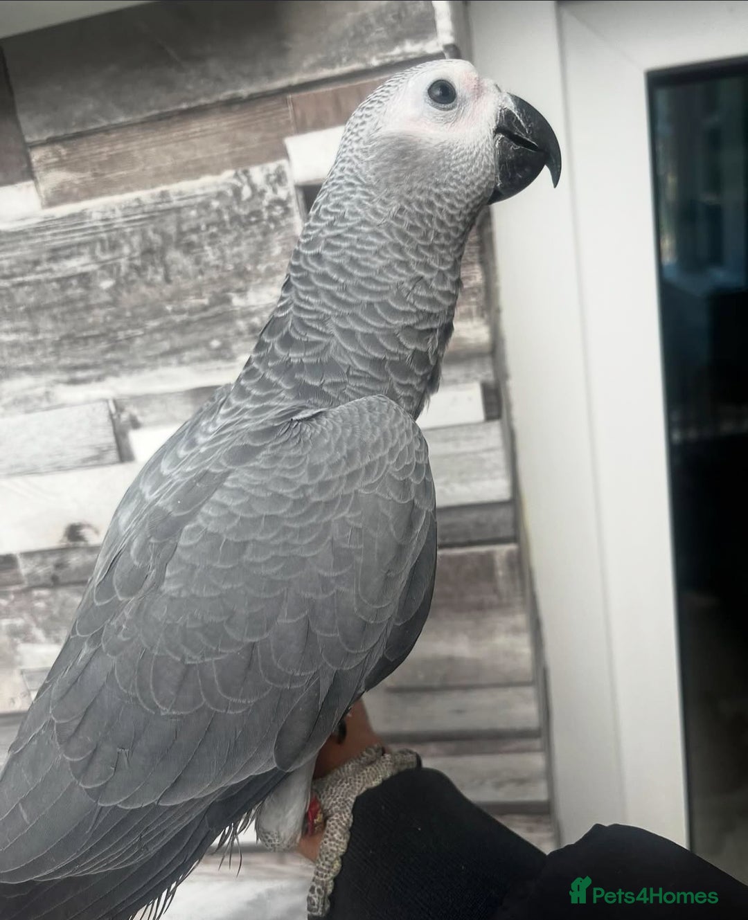 Budgerigars birds for sale: Playful BABY GREY!  - Image 3