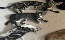 Maine Coon cats for sale: Adorable Kittens - Image 3
