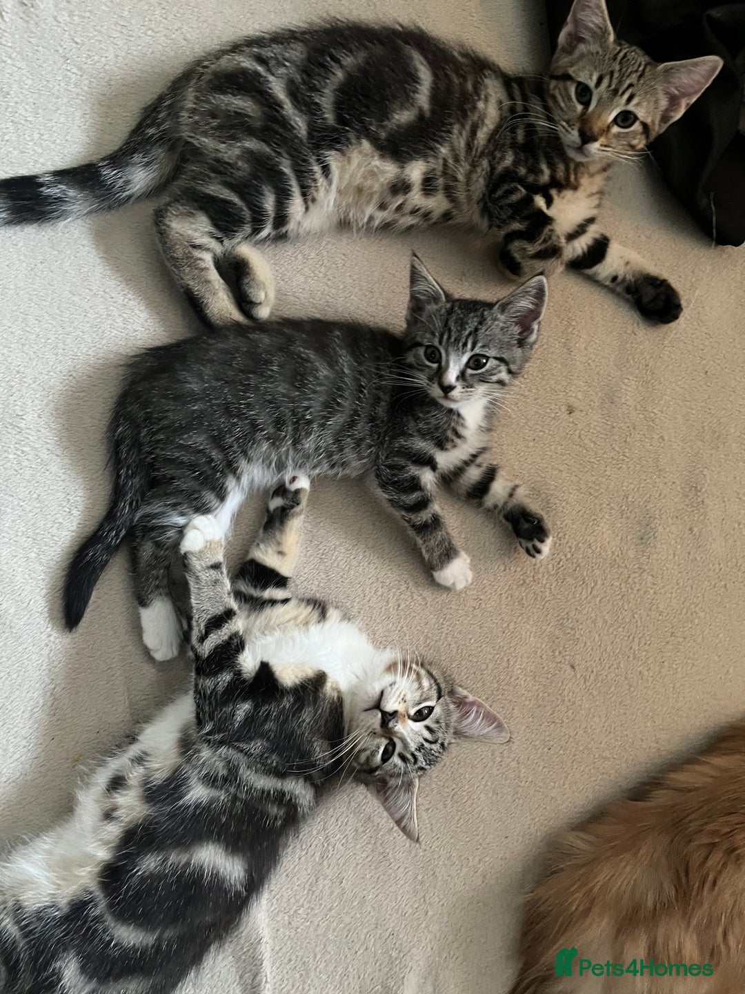 Maine Coon cats for sale: Adorable Kittens - Image 3