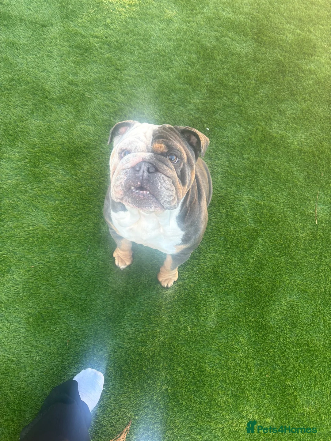 English Bulldog dogs for sale: Coco  - Advert 1
