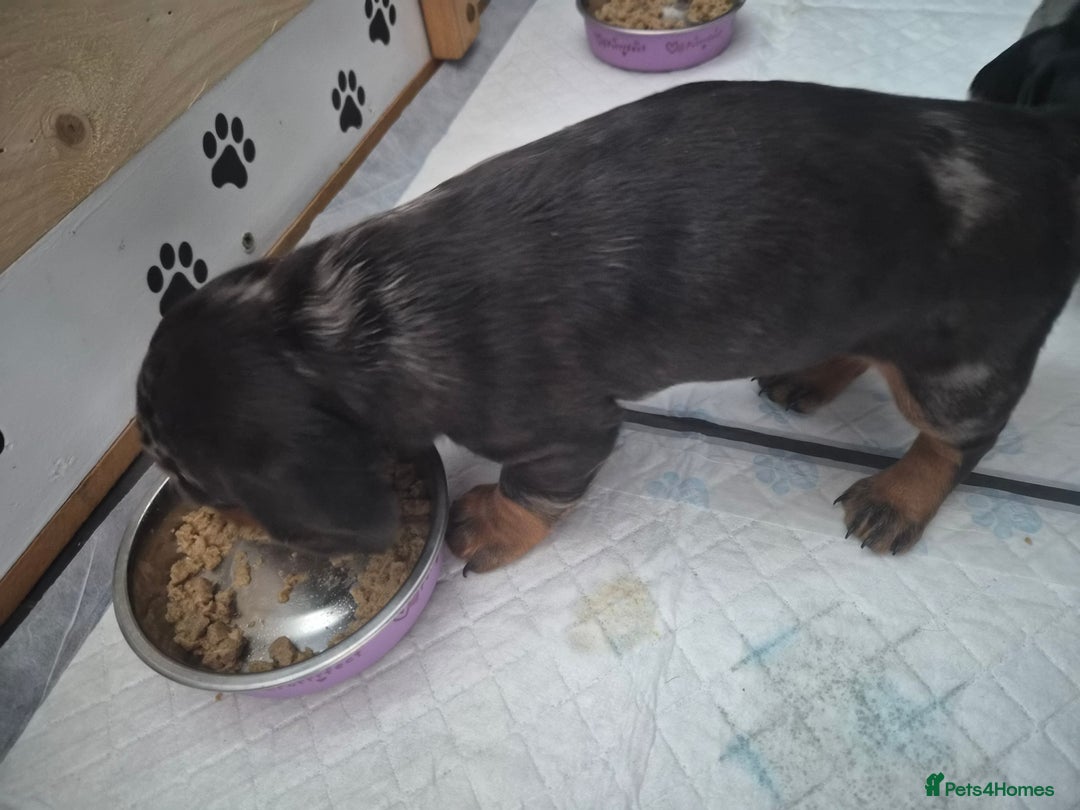 Dachshund dogs for sale: Adorable dachshund puppies 2 male & 2 female - Advert 16