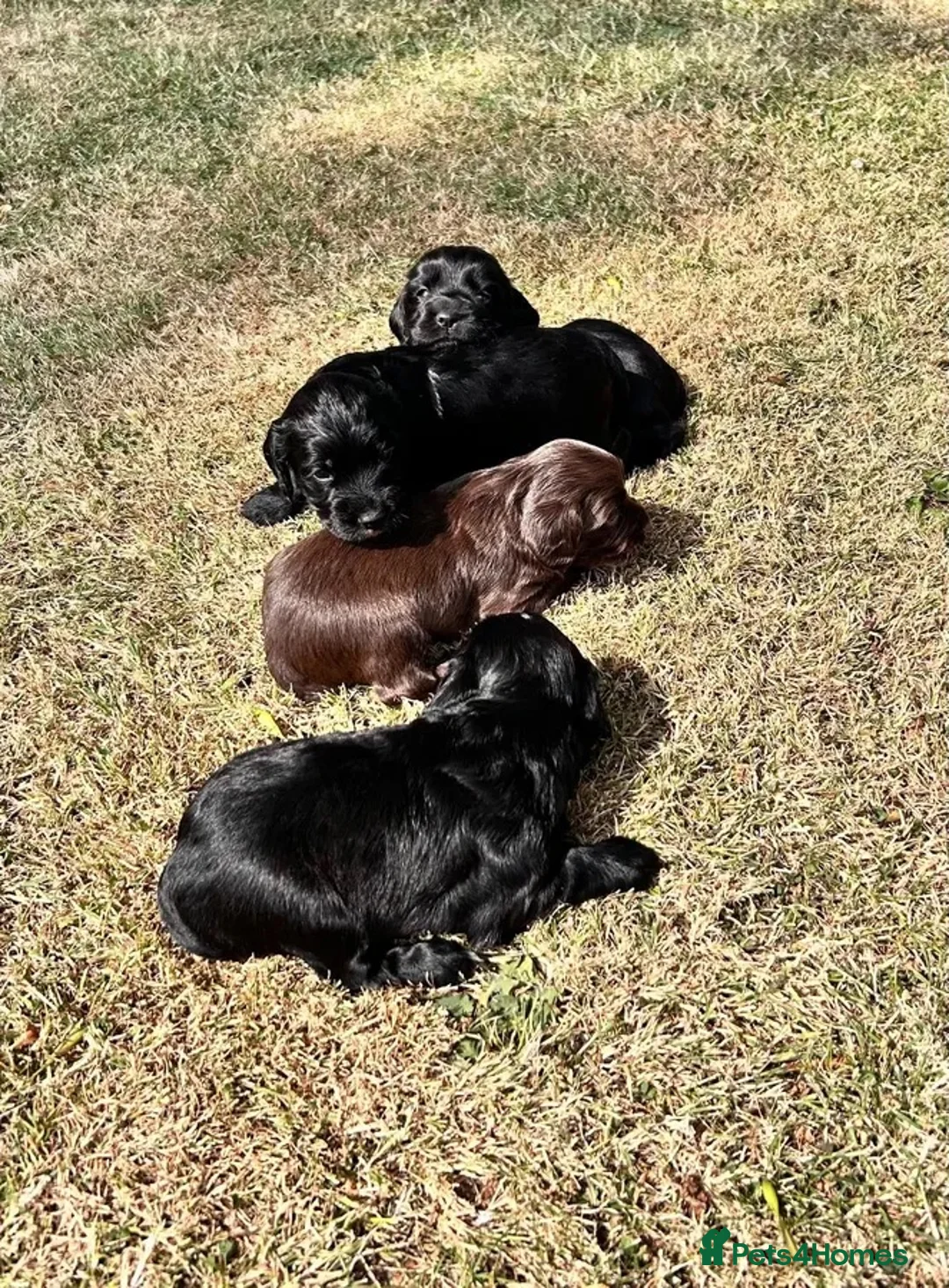 Cocker Spaniel dogs for sale: Cocker spaniel pups from working lines  - Advert 1