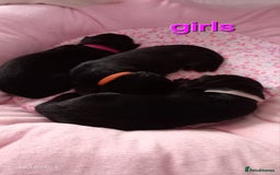 German Shepherd dogs for sale: Excellent Long-Haired German Shepherd Puppies. KC. - Image 4