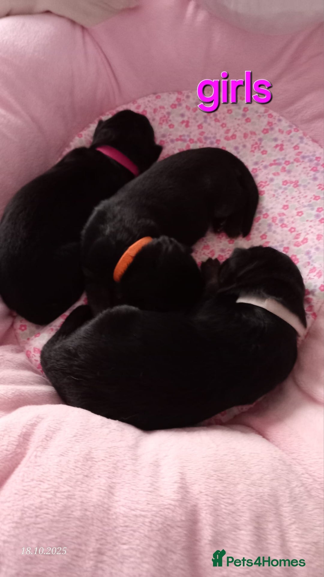 German Shepherd dogs for sale: Excellent Long-Haired German Shepherd Puppies. KC. - Image 4