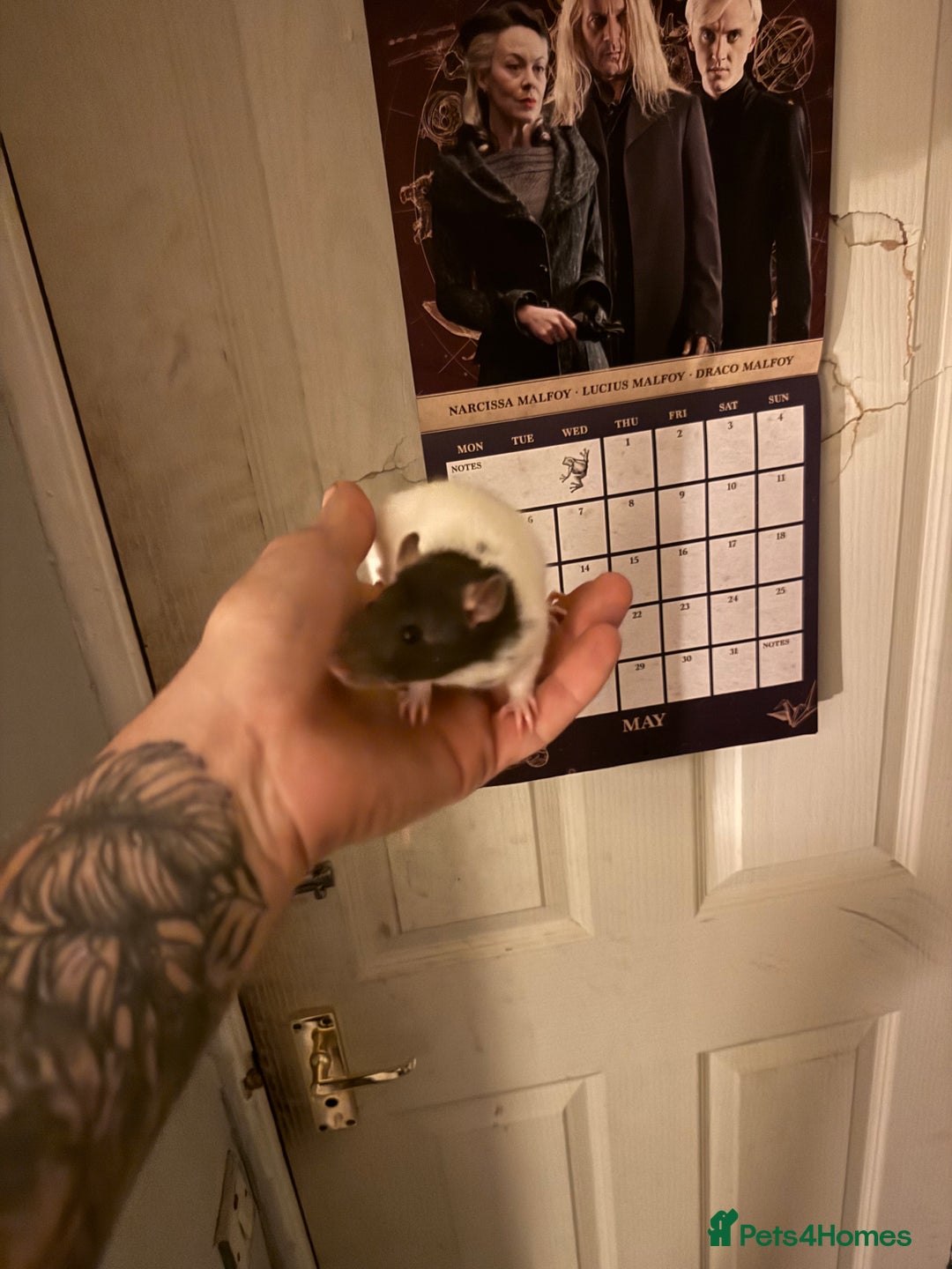 Rat rodents for sale: Fancy rats - Advert 8