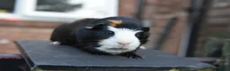 Lionhead rabbits for sale: Guinea Pigs Looking For New Homes - Advert 3