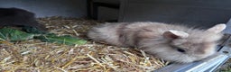 Mini Lion Lop rabbits for sale: 3 LEFT!! 3 Beautiful Mini Lionhead Rabbits - Advert 3