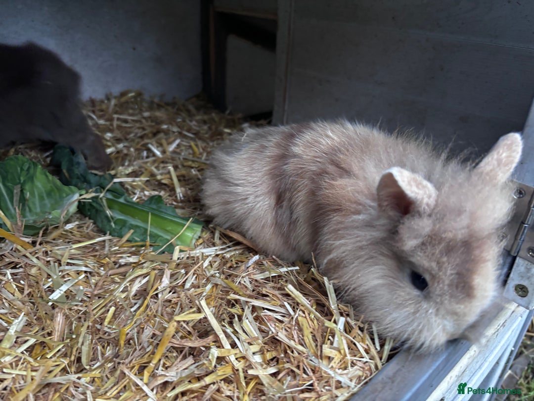 Mini Lion Lop rabbits for sale: 3 LEFT!! 3 Beautiful Mini Lionhead Rabbits - Advert 3