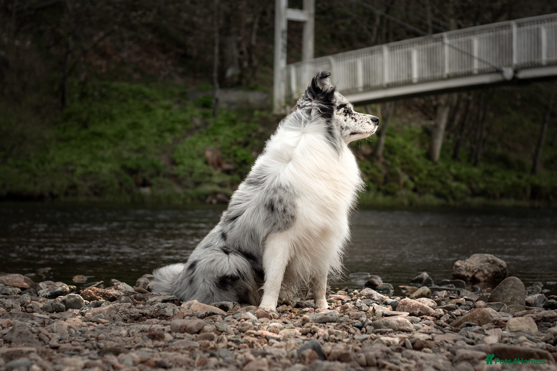 Border Collie dogs Show line blue merle border collie for stud - Advert 6