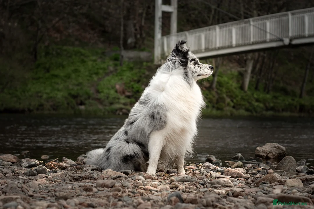 Border Collie dogs for stud: Show line blue merle border collie for stud - Advert 1