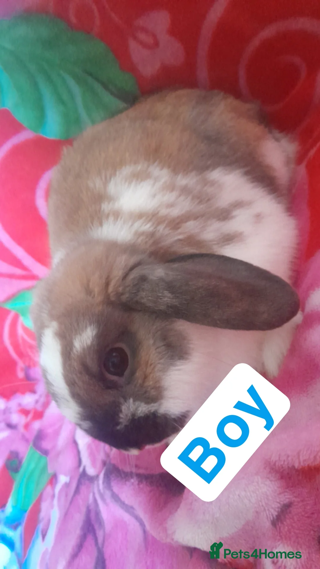 Mixed Breed rabbits for sale: Rabbits - Advert 2
