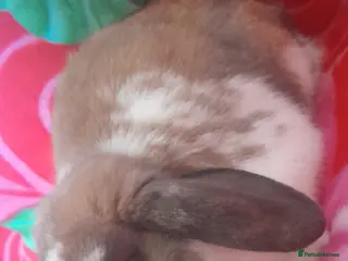 Mixed Breed rabbits Rabbits - Advert 15