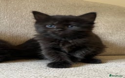 Mixed Breed cats for sale: 5 Beautiful fluffy kittens ready to be re-homed ❤️ - Image 10