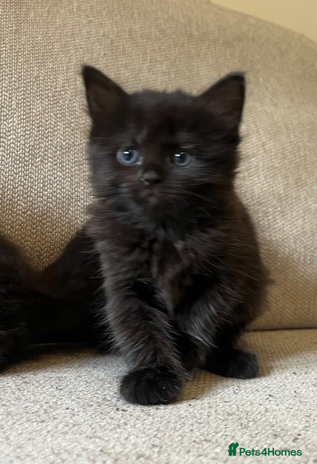Mixed Breed cats for sale: 5 Beautiful fluffy kittens ready to be re-homed ❤️ - Image 10
