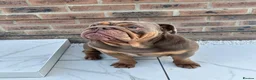 English Bulldog dogs for sale: Coco- English bulldog re-home - Advert 6