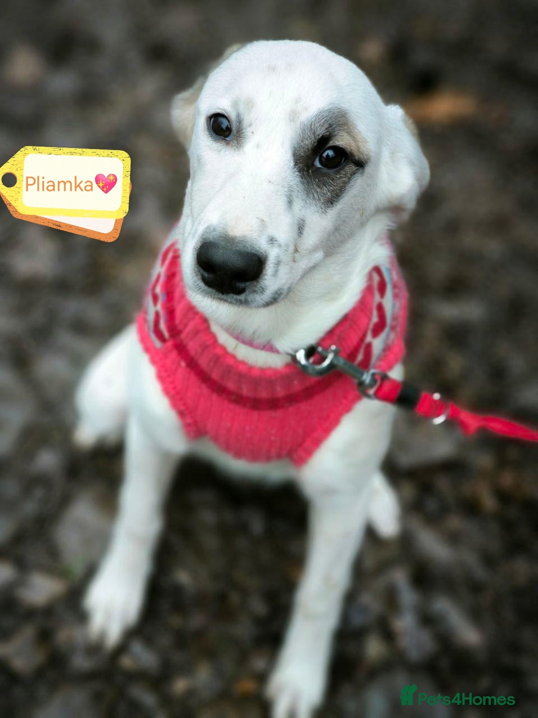 Mixed Breed dogs 💖🐶 PLIAMKA 🐶💖 - Advert 1