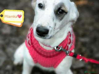 Mixed Breed dogs 💖🐶 PLIAMKA 🐶💖 - Advert 1