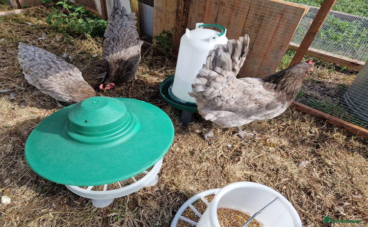Chickens poultry - Advert 1