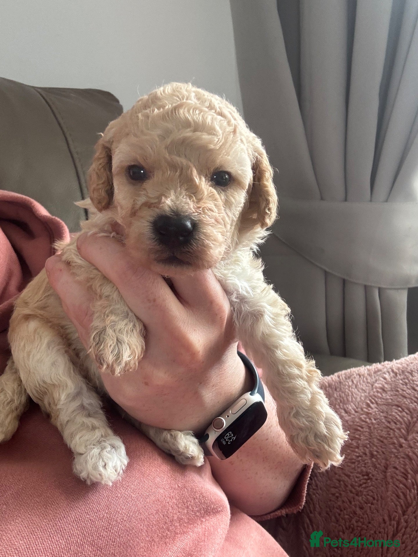 Miniature Poodle dogs Miniature poodle puppies  - Advert 11