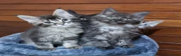Maine Coon cats for sale: GCCF Pedigree Maine Coon Kittens  - Advert 18