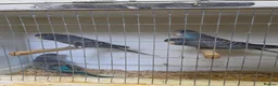 Budgerigars birds for sale: Beautiful Bf/bw & splits - Advert 10