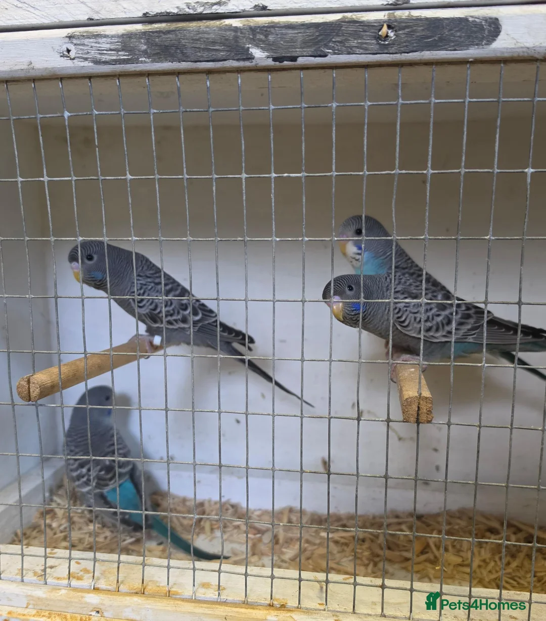 Budgerigars birds for sale: Beautiful Bf/bw & splits - Advert 10