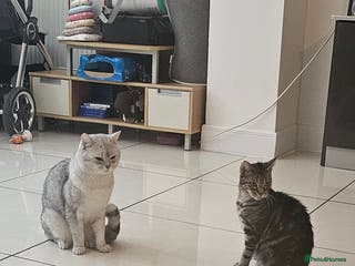 American Shorthair cats Sweet cats - Advert 6