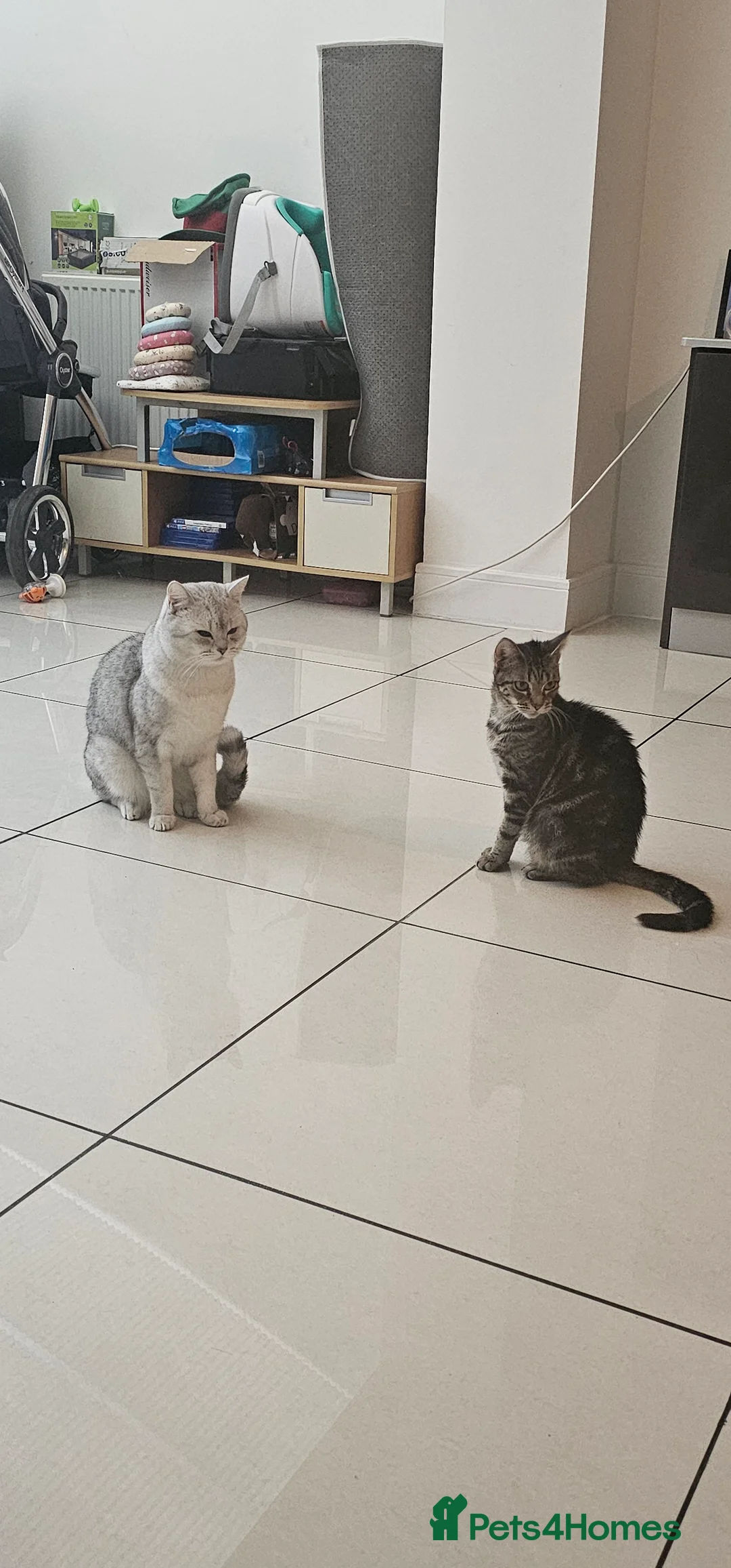 American Shorthair cats for sale: Sweet cats  - Advert 1