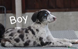 Lurcher dogs for sale: ⭐️beautiful lurcher puppy’s  - Image 1