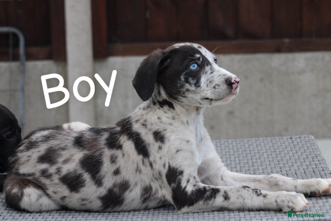 Lurcher dogs for sale: ⭐️beautiful lurcher puppy’s  - Image 1