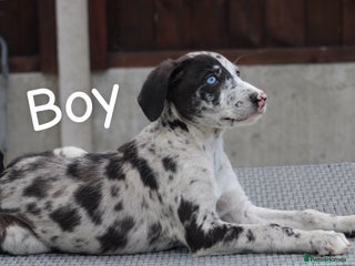 Lurcher dogs - Advert 3