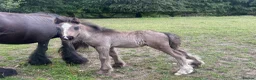 Irish Cob horses for sale: Titch & Rocky in Cwmbran - Advert 12