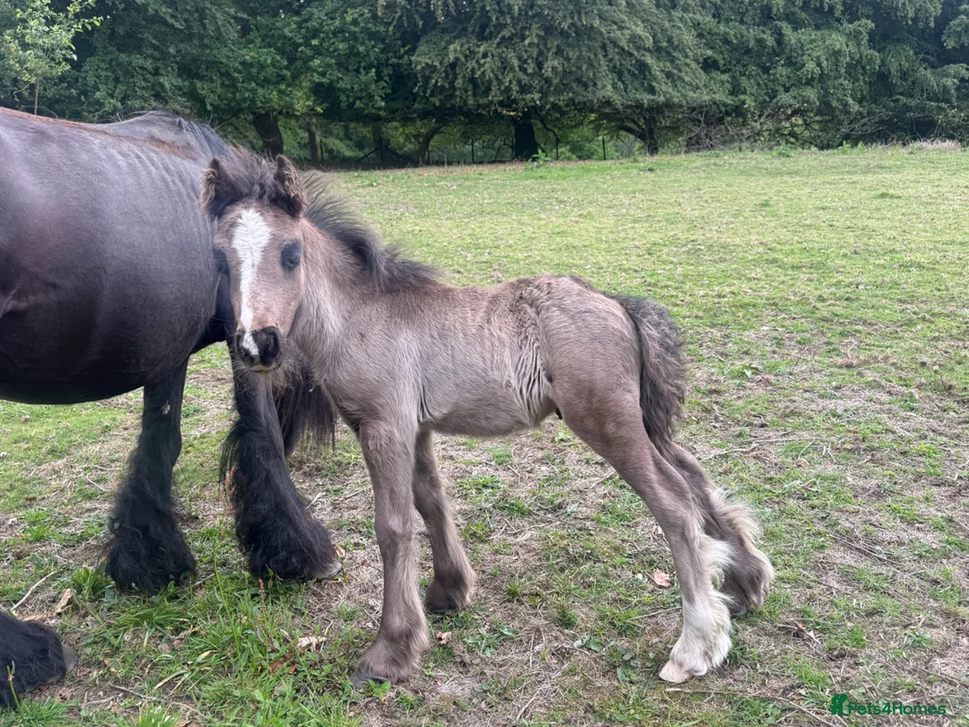 Irish Cob horses for sale: Titch & Rocky in Cwmbran - Advert 12