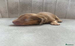 Miniature Dachshund dogs for sale: Gorgeous Long &short haired mini dachshund puppies - Image 12