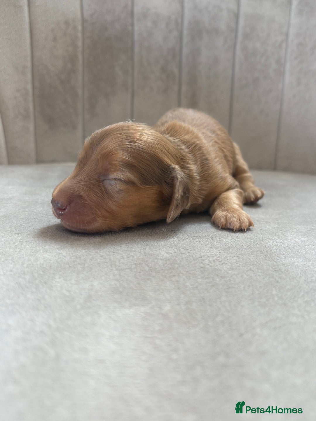 Miniature Dachshund dogs for sale: Gorgeous Long &short haired mini dachshund puppies - Image 12