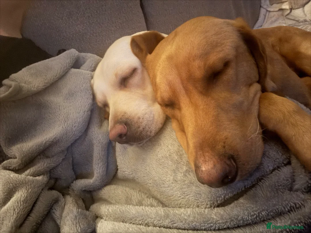 Labrador Retriever dogs for sale: 2 Labradors needing loving homes  in Gainsborough - Advert 2