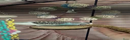 Budgerigars birds for sale: Female budgie for sale in Southampton - Advert 17