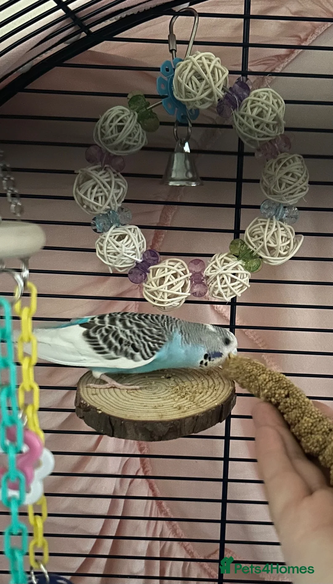Budgerigars birds for sale: Female budgie for sale in Southampton - Advert 17